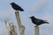 Two large Carrion Crow, Corvus corone, perching on wooden posts.