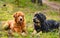 Two large dogs lie on a forest lawn