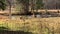 Two large dogs running through a small pond in a field