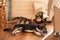 Two large dogs sleep on the wooden floor next to a rocking chair