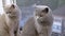 Two large Domestic Cats are Sitting on the Windowsill, Looking Out the Window