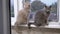 Two large Domestic Cats are Sitting on the Windowsill, Looking Out the Window