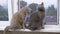 Two large Domestic Cats are Sitting on the Windowsill, Looking Out the Window