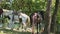 Two large domestic horses tied to tropical trees resting in forest shadow