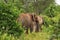 Two large elephants in the brush