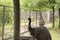 Two large emu ostriches stand close-up outdoors.