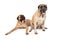 Two large English Mastiff Dogs