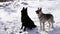 Two large German Shepherd dogs in a snow scene in England