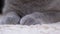 Two Large Gray Furry, Powerful, Paws of a Sleeping British Domestic Cat. 4K