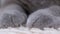 Two Large Gray Furry, Powerful, Paws of a Sleeping British Domestic Cat. Zoom