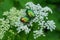 Two large green beetles collect pollen on a white flower