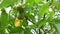 Two large green walnuts sway in the wind along with a branch of a tree with green leaves. The common walnut in growth