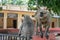 Two Large Grey Monkey sitting on metal fence