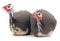 Two large guinea fowls
