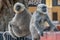 Two Large Indian Macaque Monkeys Monkey sitting on metal fence