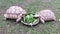 Two Large land tortoises sharing a meal in Phuket, Thailand