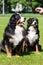 two large luxurious well-groomed Berner Sennenhund dogs sitting on field of green spring grass