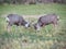 Two Large Male Mule Deer Dueling