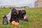 Two large massive dogs lie on grass in Park