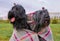 Two large massive dogs sit on grass in Park