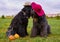 Two large massive dogs sit on grass in Park field