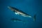 Two large Minke whales swim close to the surface