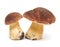 Two large mushroom close-up