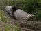 Two large, old concrete culverts was thrown into a ditch