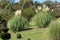 Two large Pampas grass or Cortaderia selloana perennial flowering plants growing like large bushes planted in home orchard