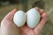 Two large pigeon eggs