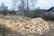 Two large piles of birch firewood.