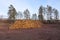 Two Large Piles of Logs with Pine Trees in the Background