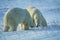 Two large polar bears in Canadian Arctic