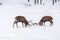 Two large red deer in a fight