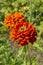 Two large red flowers of Zinnia elegans dahliaeflora with green leaves, vertical. Flower garden decoration, ornamental annual