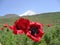 Two large red poppies on the background of the spring steppe, blue sky and snow-covered volcano Damavand in Iran. June 2007.