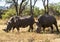 Two large rhinos grazing the grass in Zimbabwe