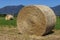 Two large round hay bales in a field in the Tuscan countryside, with the village of Bientina in the background, Pisa, Italy