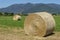 Two large round hay bales in a field in the Tuscan countryside, with the village of Bientina in the background, Pisa, Italy