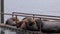 Two large sealions fighting on a barge