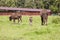 Two large and small bison, Bialowieza National Park