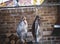 Two large smoked fish hang on background of stacked firewood