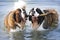 Two large St.Bernard dogs holding the same stick in the water.