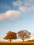 Two large trees empty grass land country trees blue sky clouds l