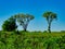 Two Large Trees on a Prairie  a Red-Tailed Hawk Bird of Prey Perched