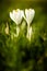 Two large white crocusses in the high meadow