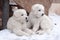 Two large white Italian shepherd puppies with beautiful, thick hair lie on the snow. Concept of breeding purebred dogs, dog health