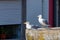 Two large white sea gulls on the background of a red tiled roof in the city of Porto. Portugal