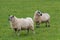 Two large woolly sheep grazing in an enclosed pen in a farmer's field.