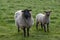 Two large woolly sheep grazing in an enclosed pen in a farmer's field.